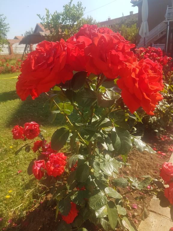 Guest House Rose Smederevska Palanka ภายนอก รูปภาพ